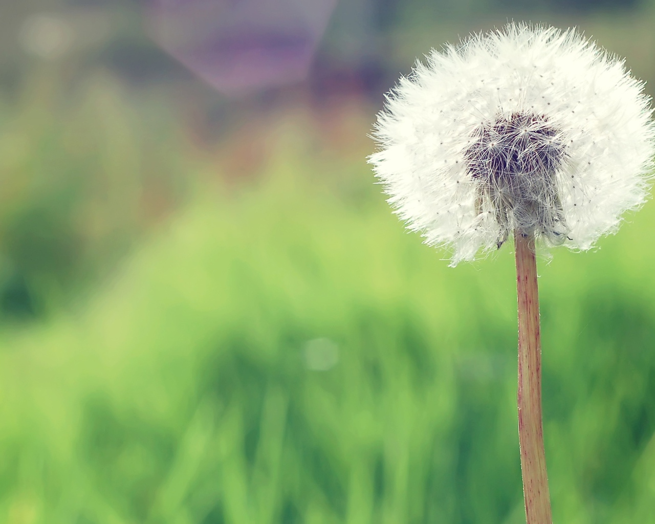 Одуванчик в деревне