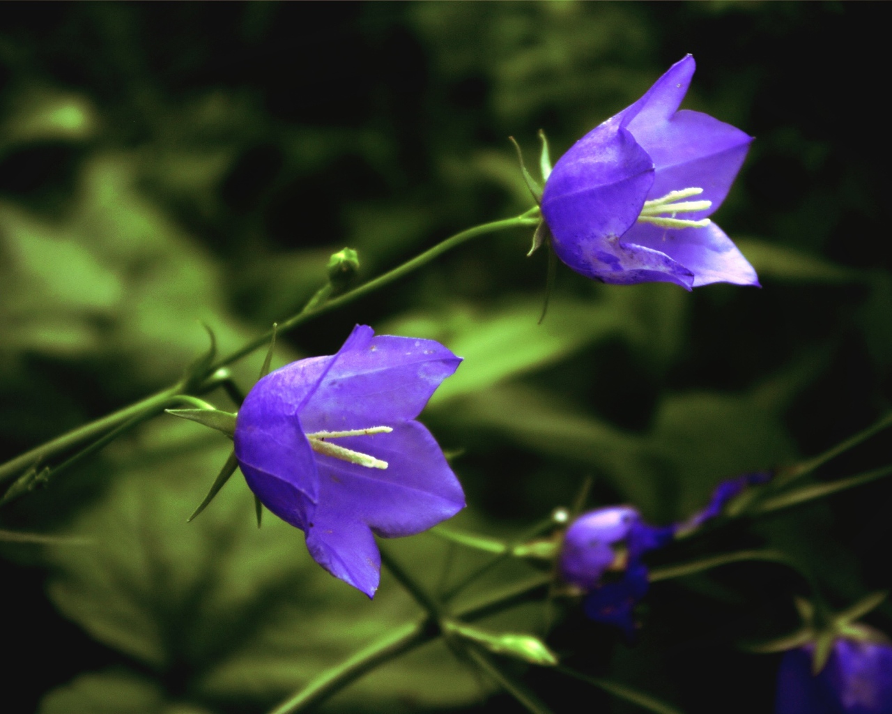 Пара лесных колокольчиков