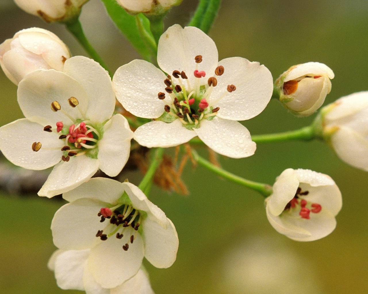 Весеннее цветение
