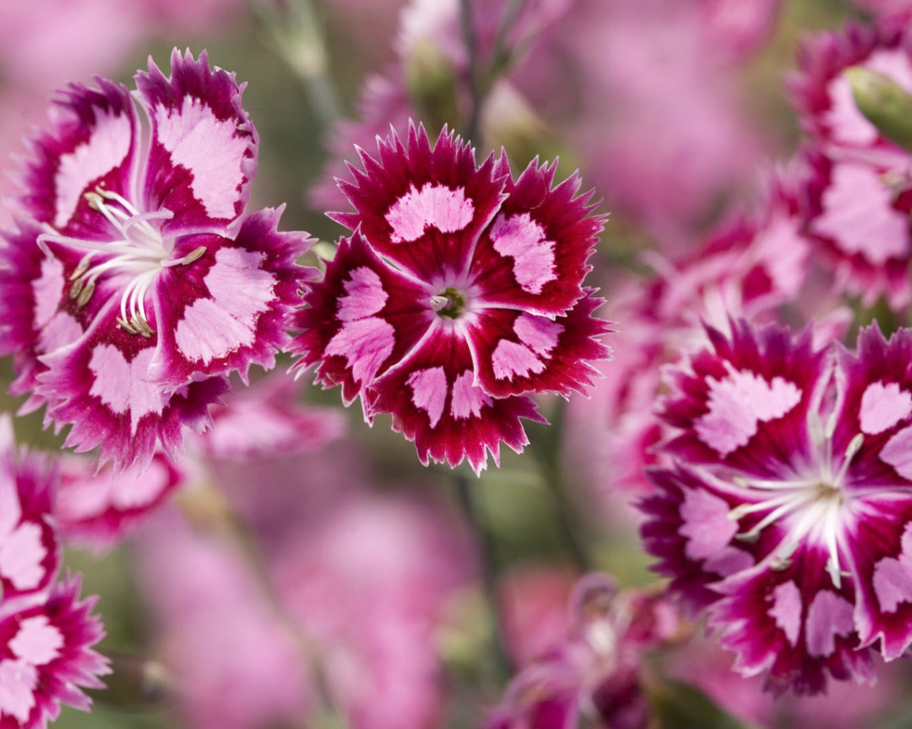 Ледяная гвоздика