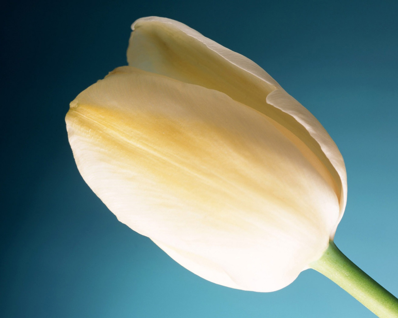 Кремовый тюльпан
