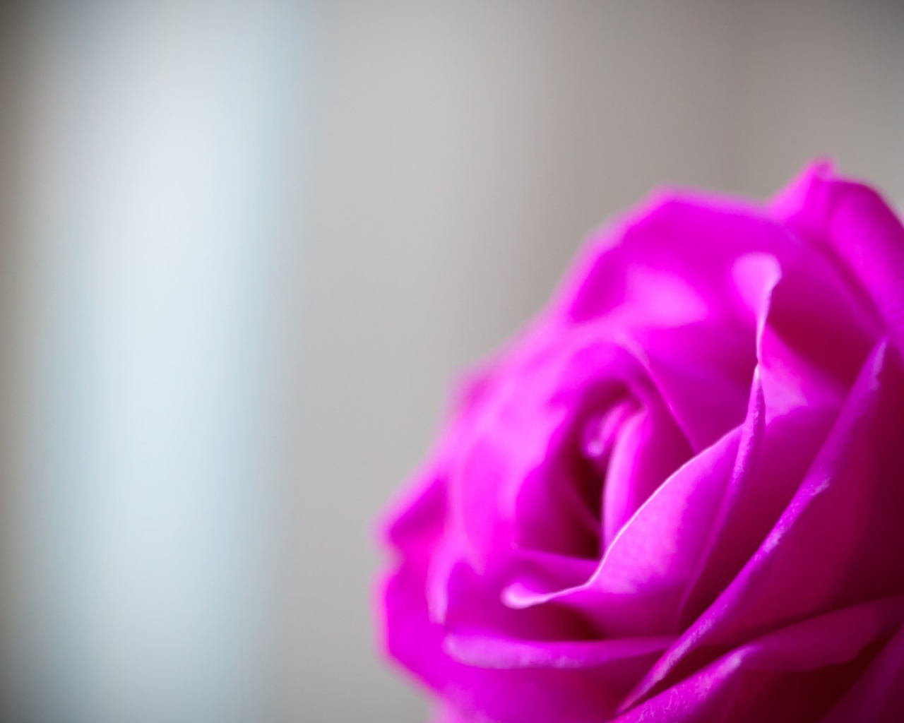 Mалиновая роза