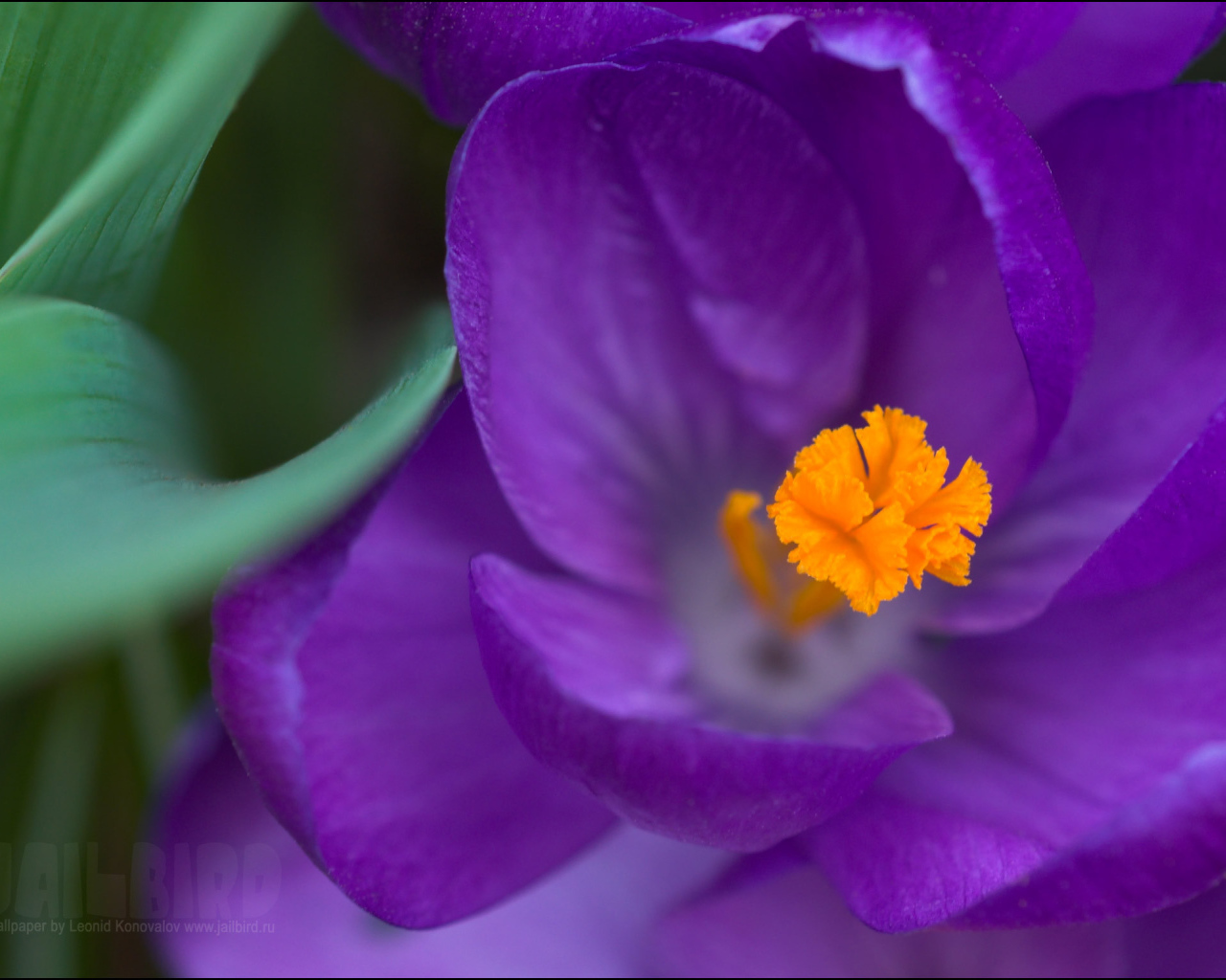 Крокус прекрасный цветок