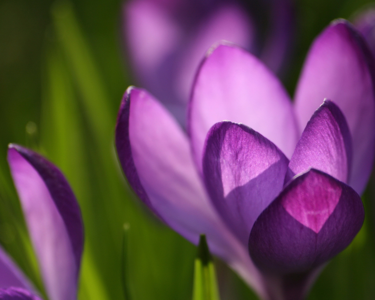 Крокус красивые цветы