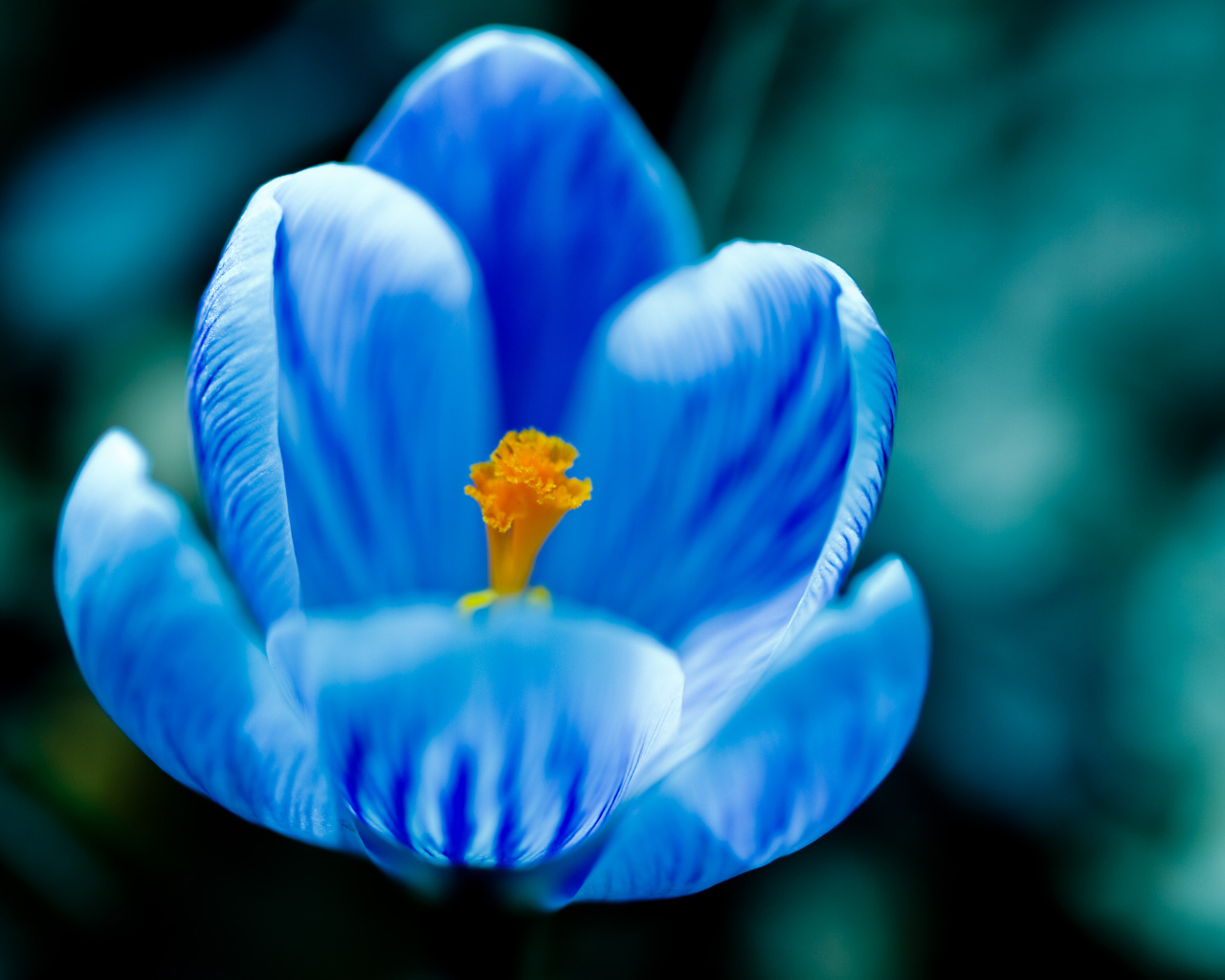 Крокус прекрасные весенние цветы       