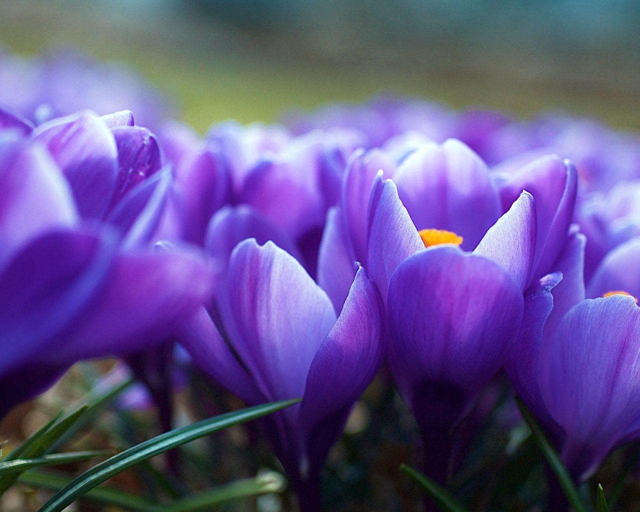 Цветы крокуса