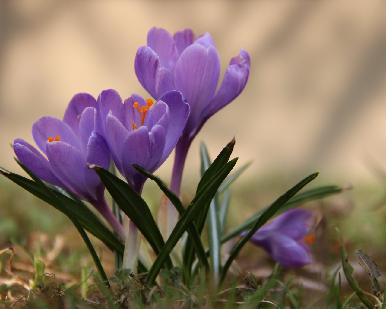 Цветы крокусы в лесу