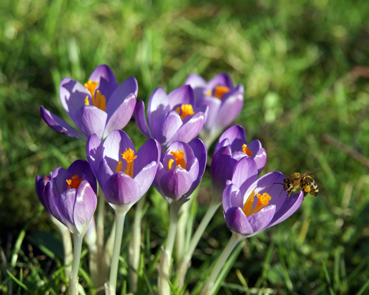 Крокус-цветы весны