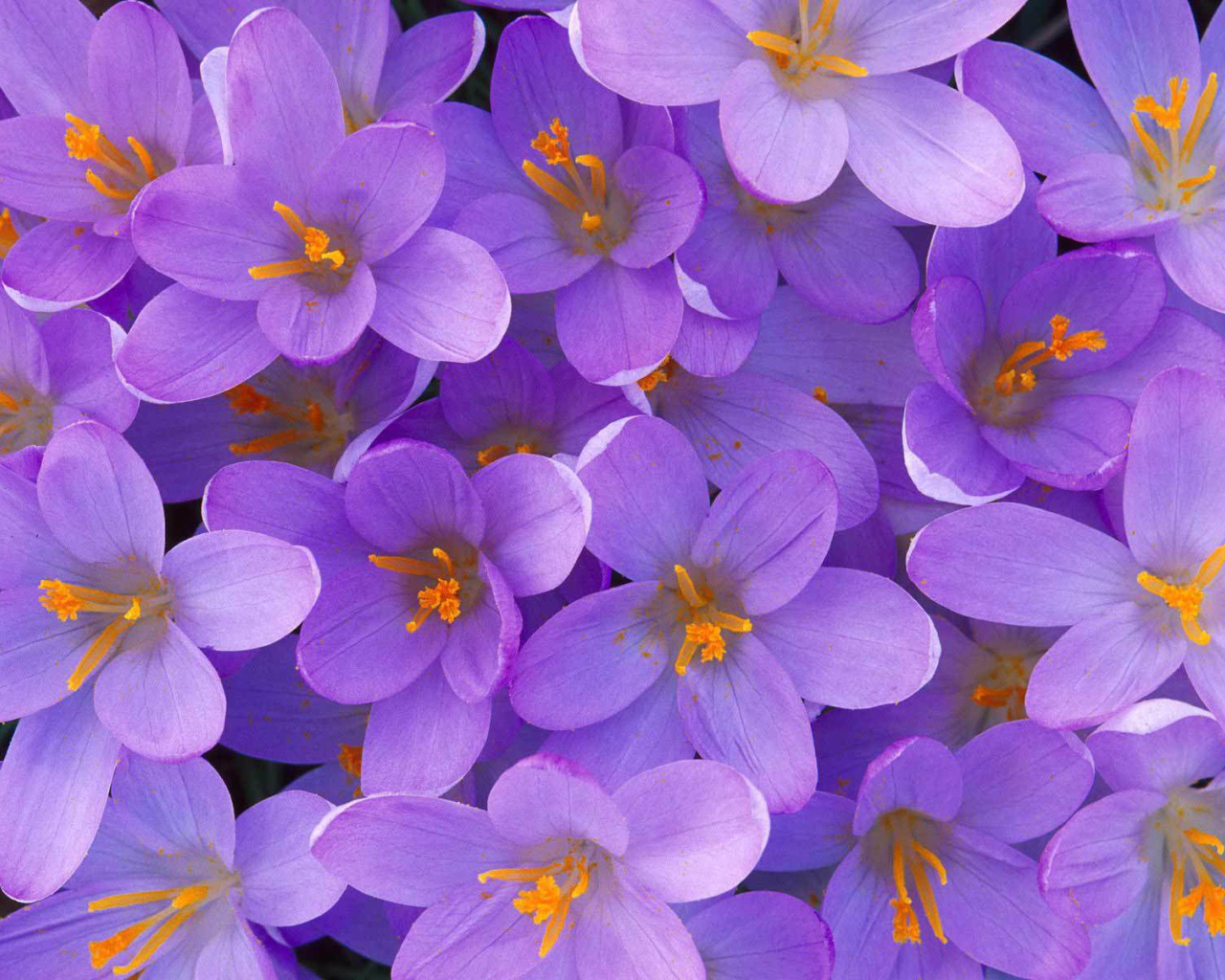 Цветы крокус на поляне