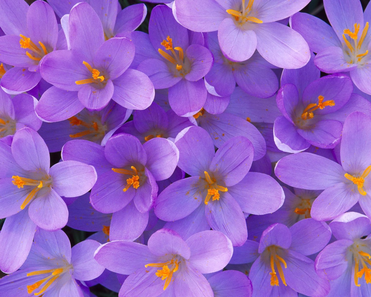 Крокусы из Кентукки