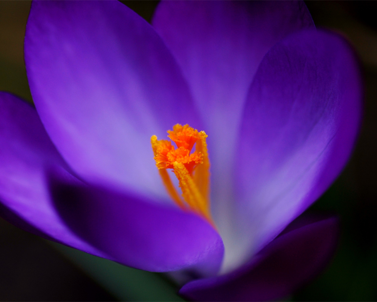 Весенние цветы Крокус