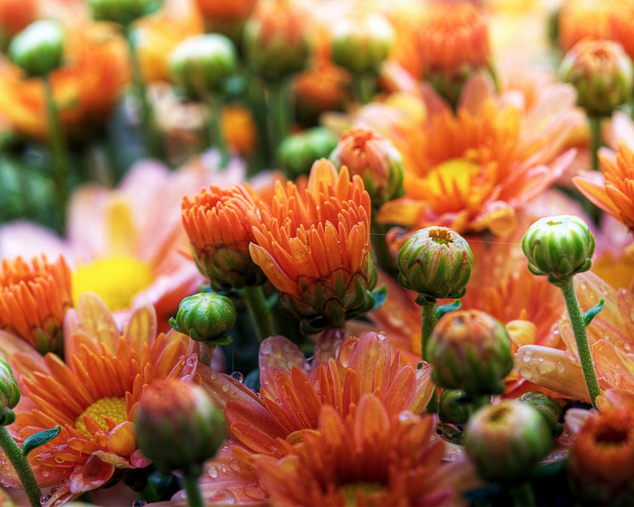 Милые ромашки