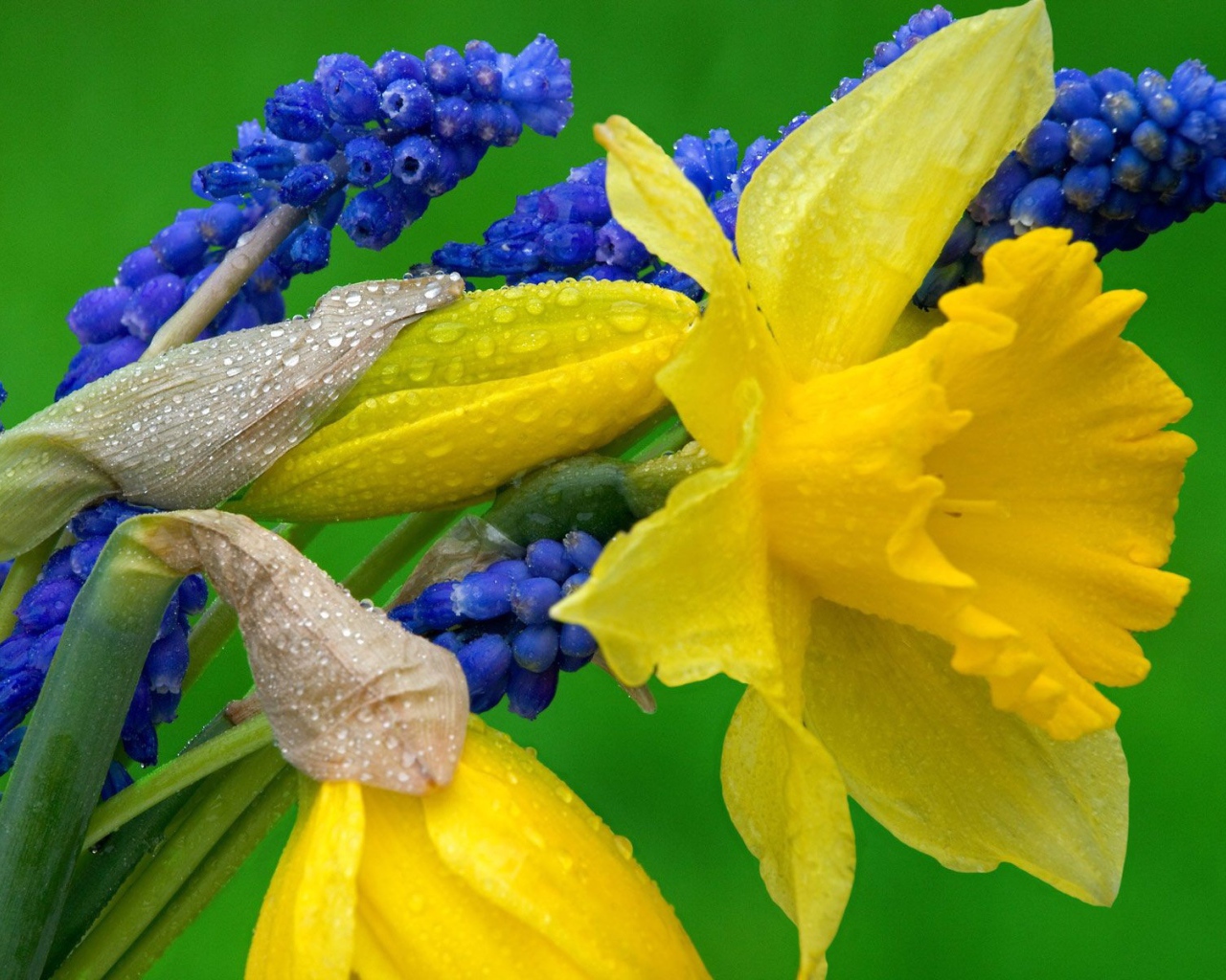 Нарциссы и гиацинты