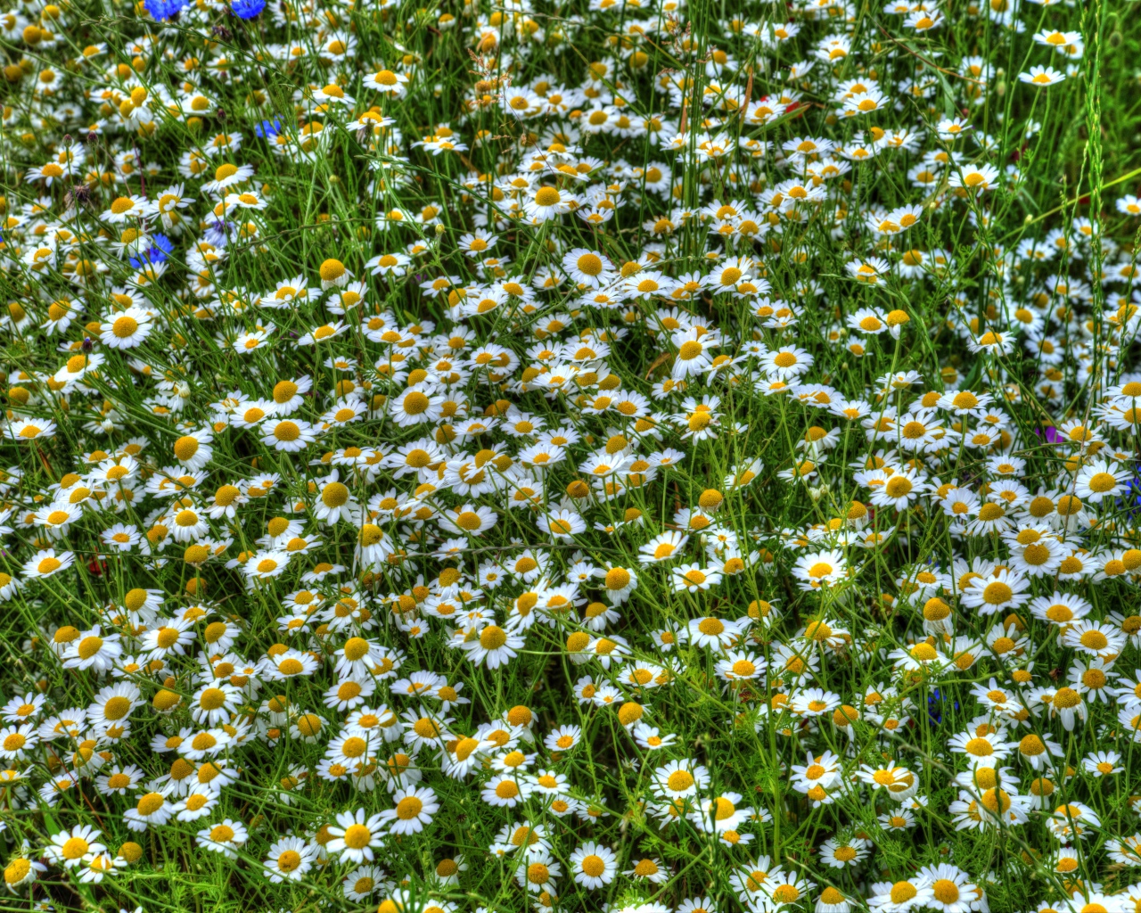 Ромашки среди зелени