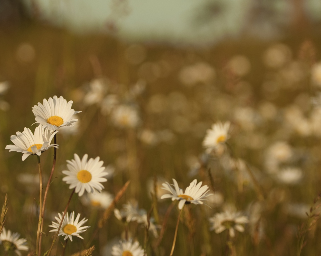 Ромашки на размытом фоне