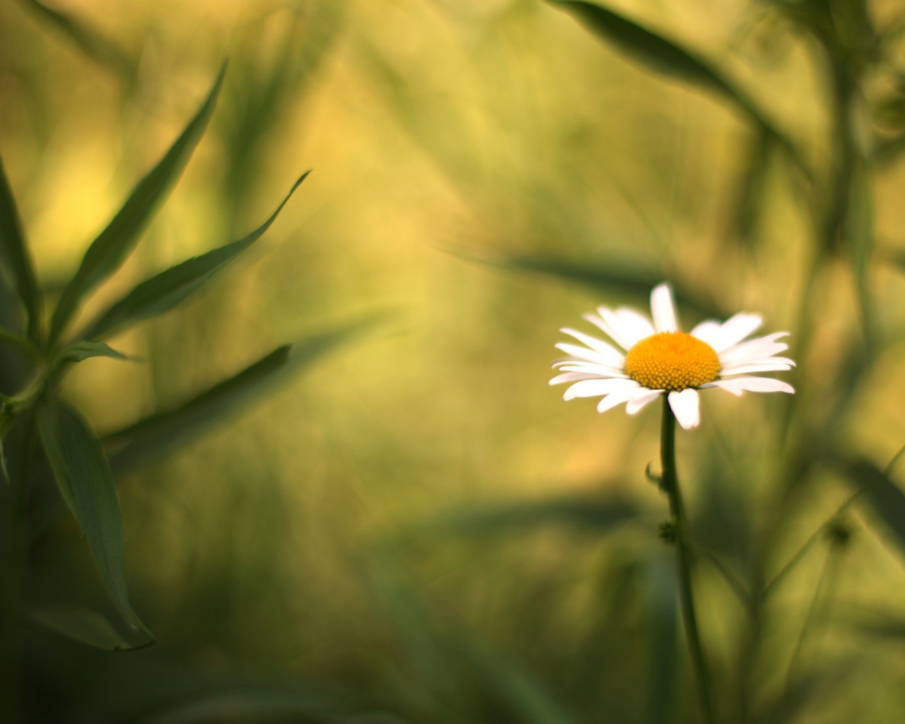 Полевая ромашка
