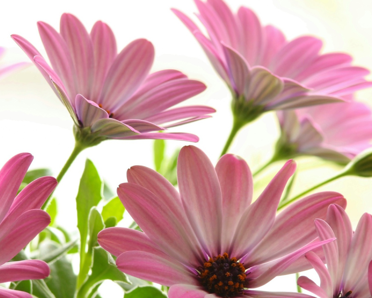 Цветы маргаритки цветут