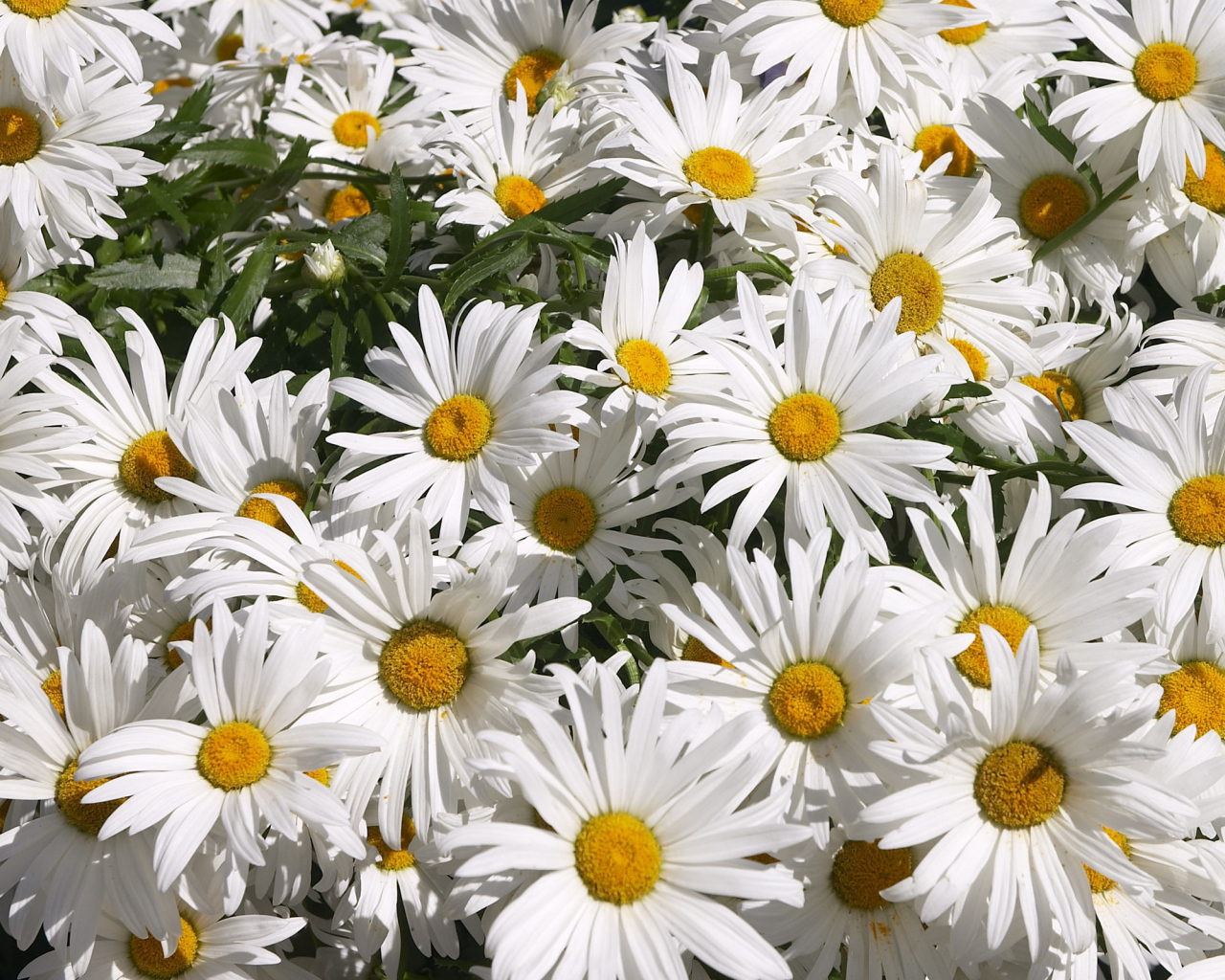 Цветы маргаритки зацвели в саду