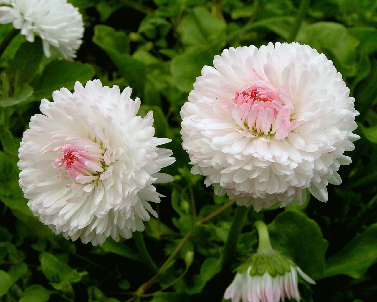 Цветы маргаритки в саду