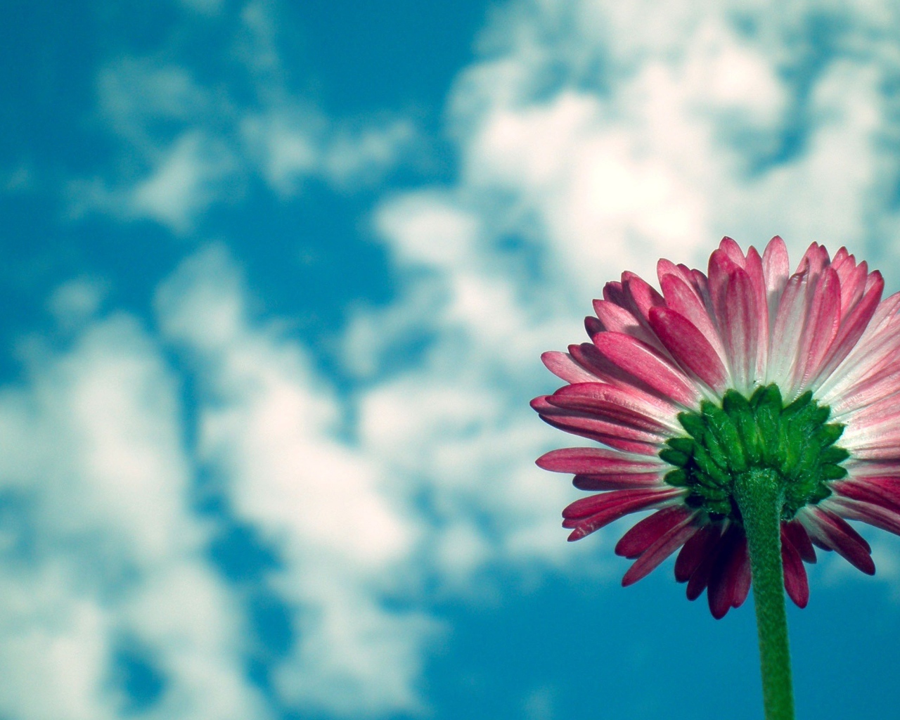 Цветы маргаритки на фоне неба