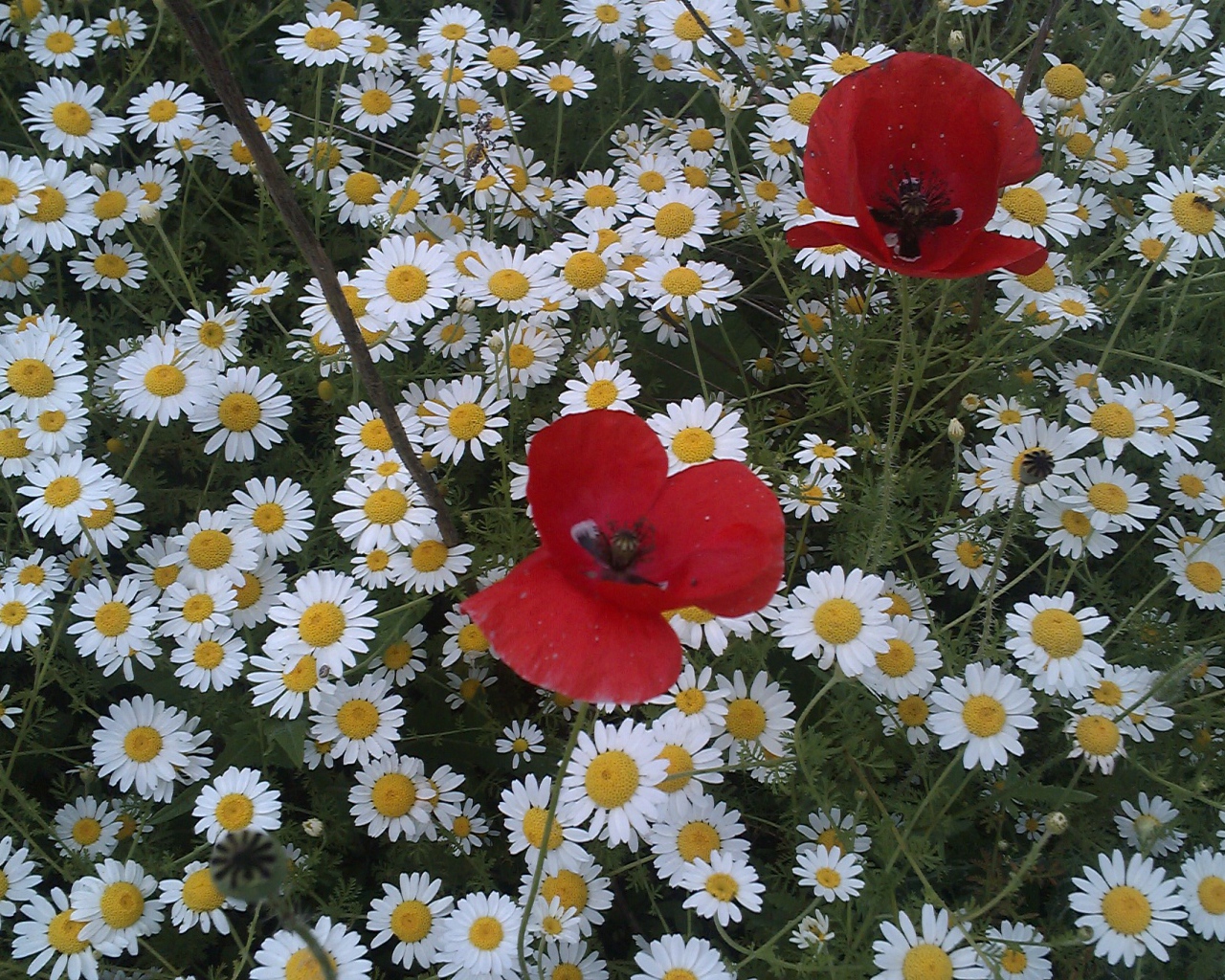 Цветы маргаритки с красным маком