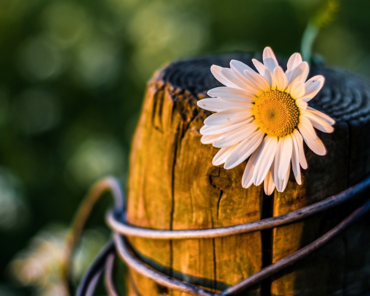 Ромашка на пне