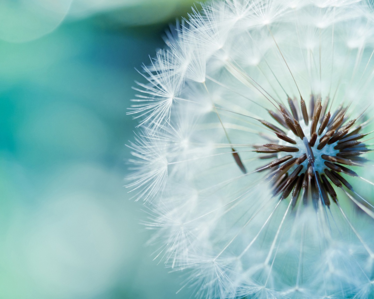 Созревший одуванчик