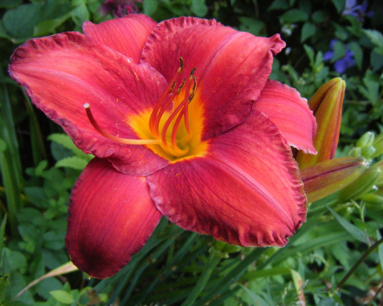 Выращивание цветов лилейник в саду