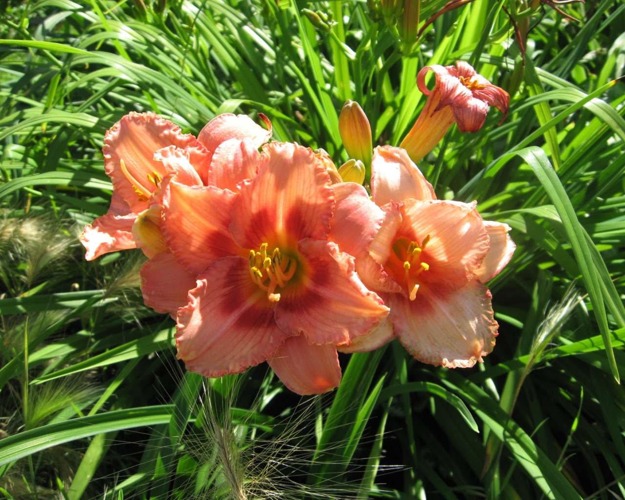 Садовые цветы лилейник на дачном участке