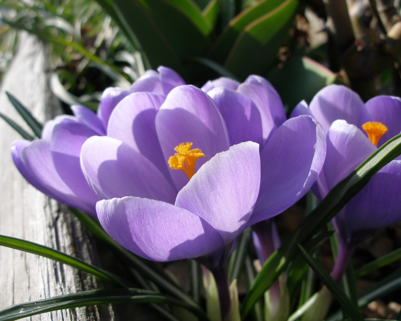 Ослепительные цветы крокус