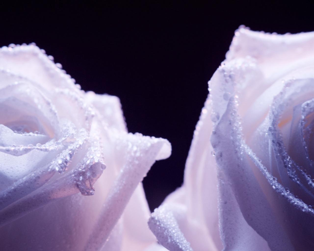Украшенные фиолетовые розы