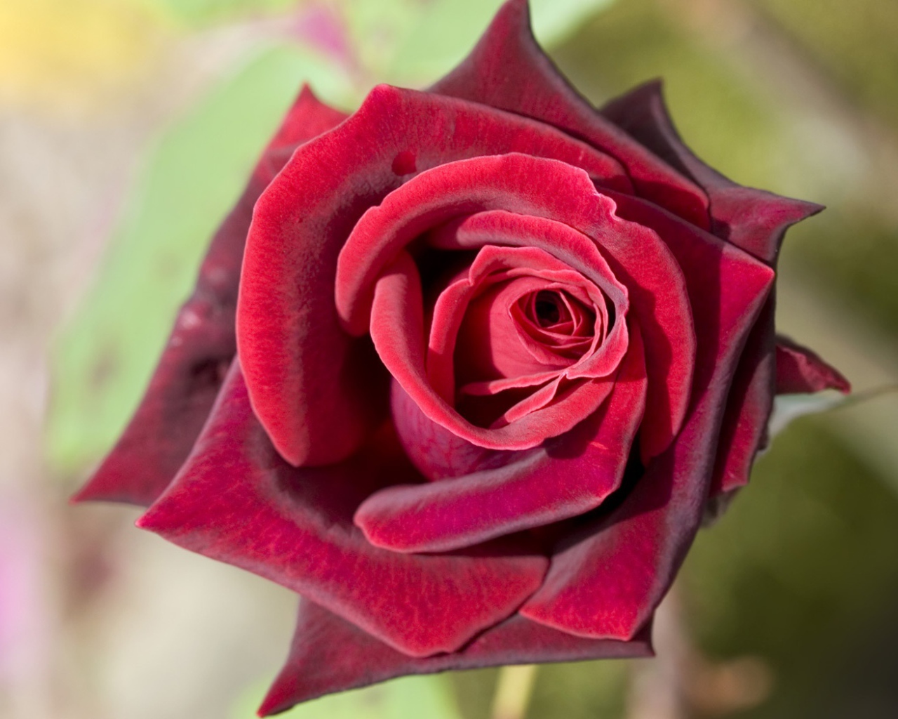 Роза насыщенного красного цвета