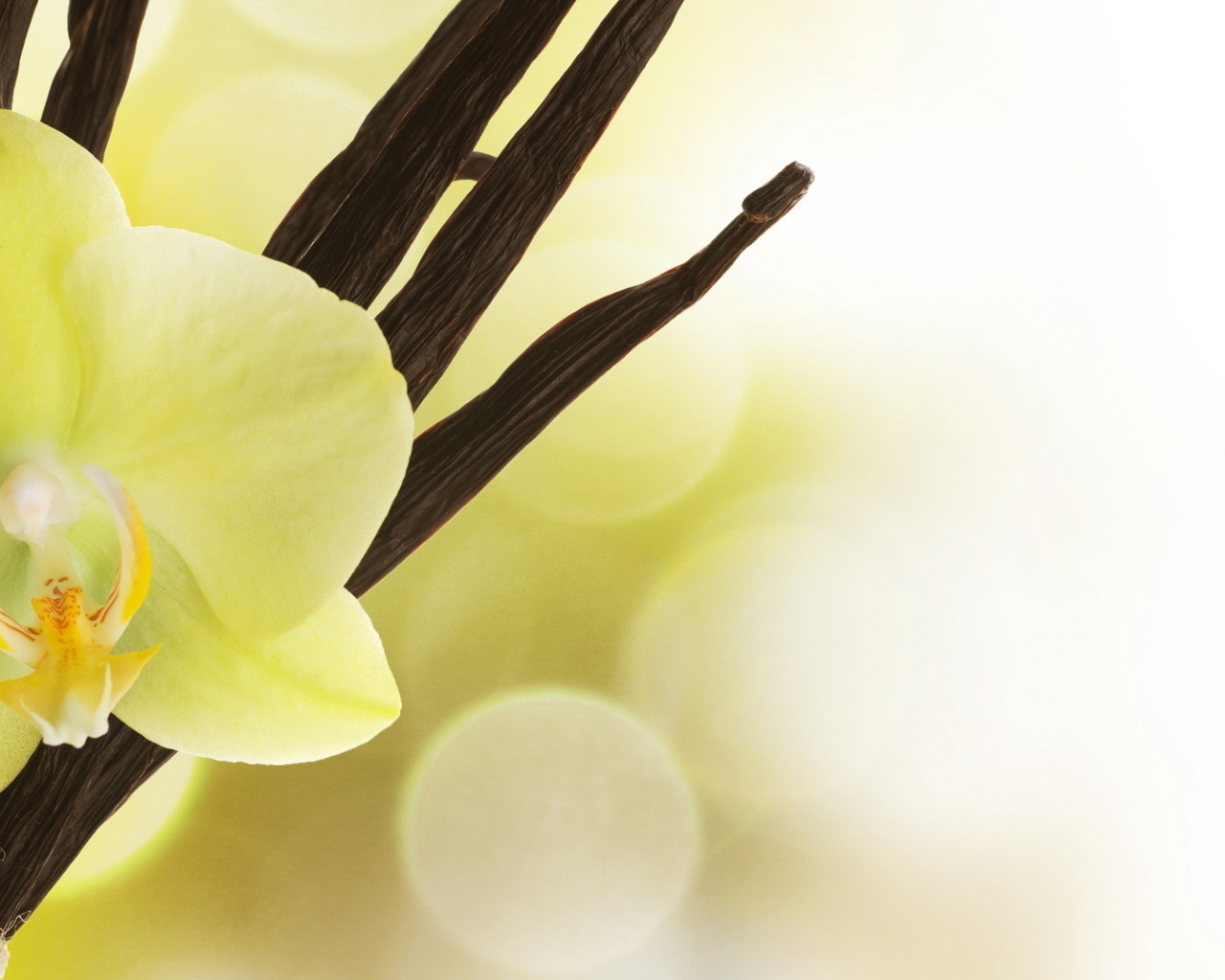 Нежный цветок