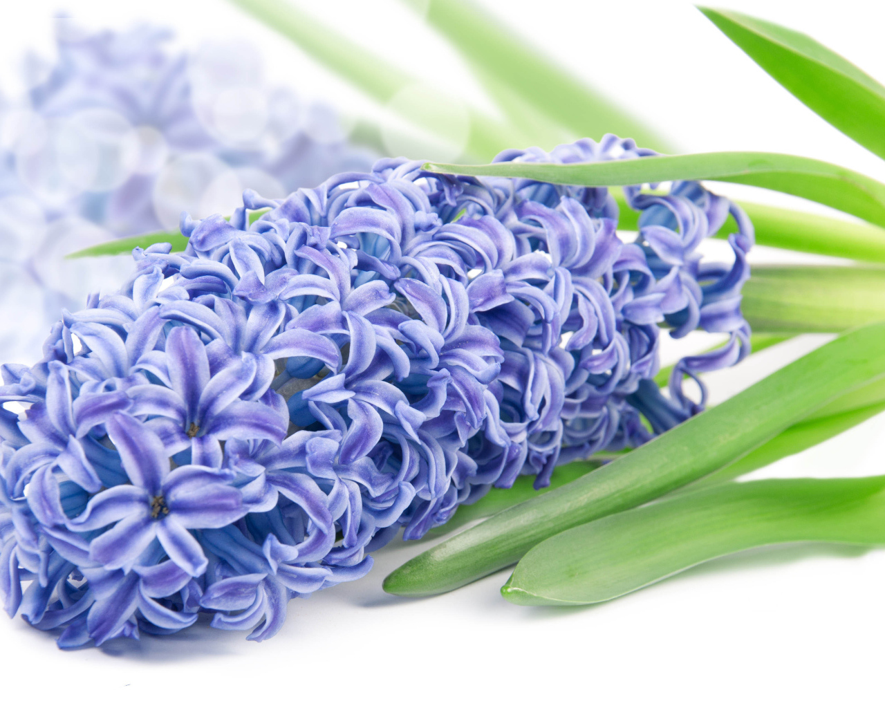 Нежный цветок гиацинт