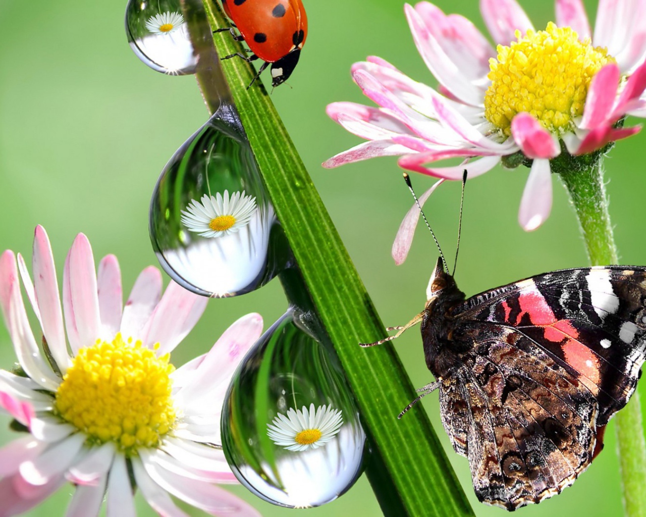 Hежные цветы