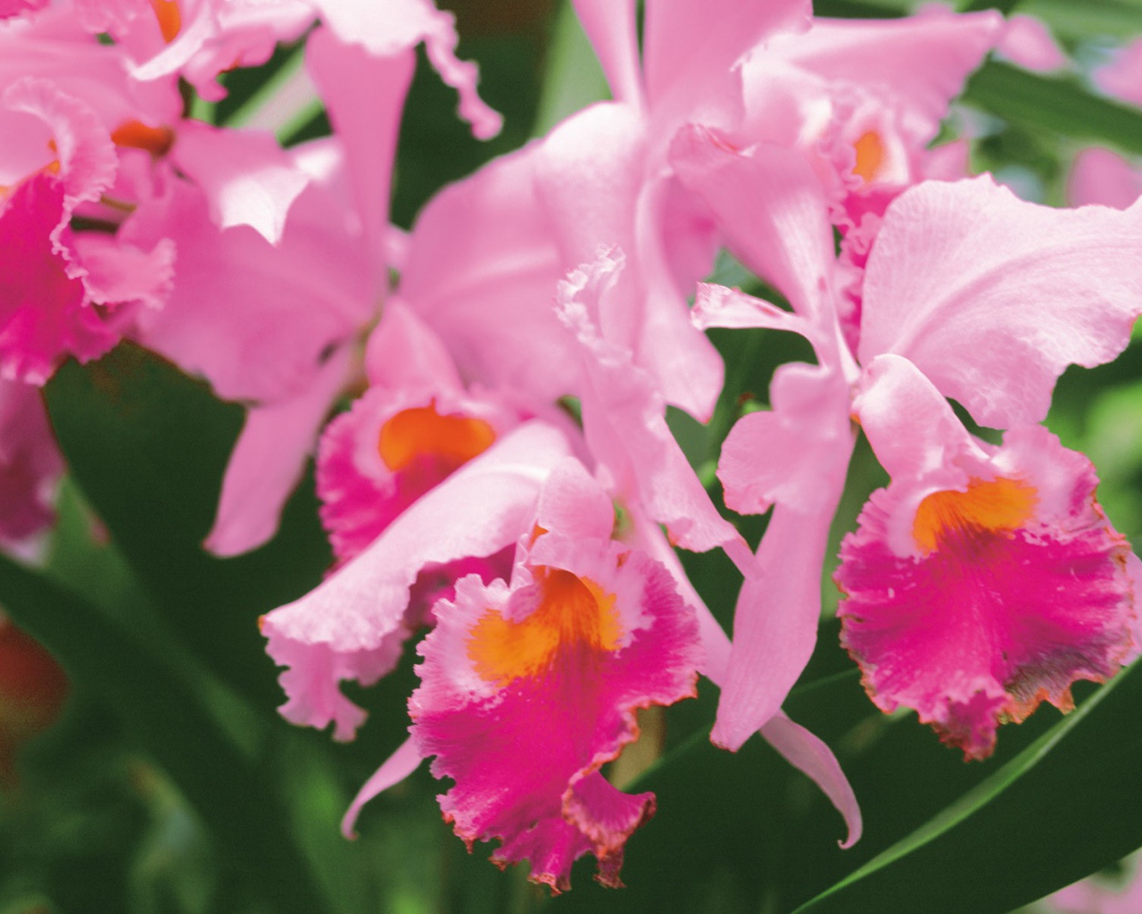 Нежные розовые цветы