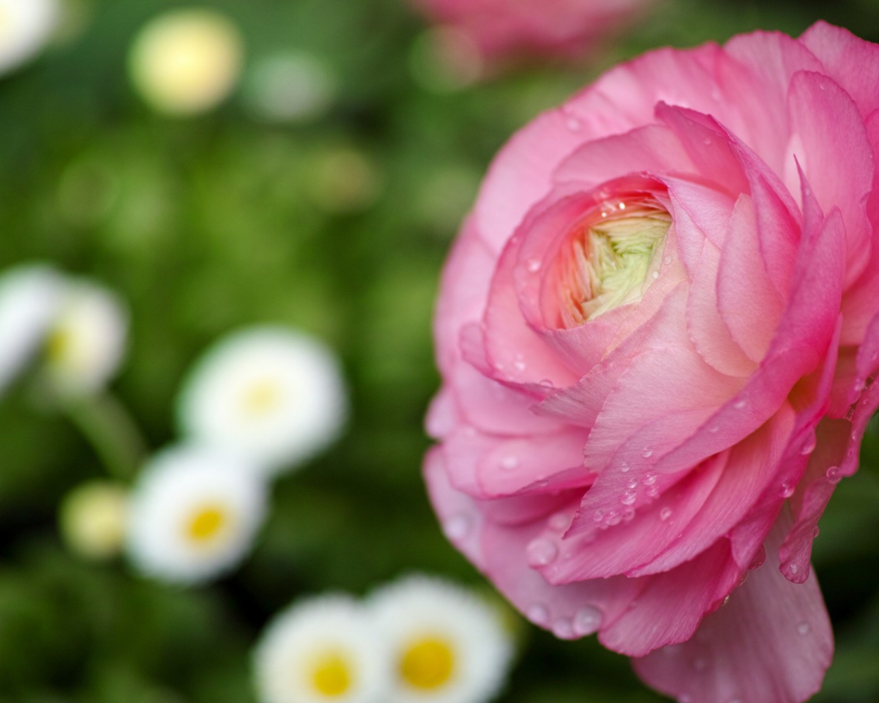 Нежные лепестки розы