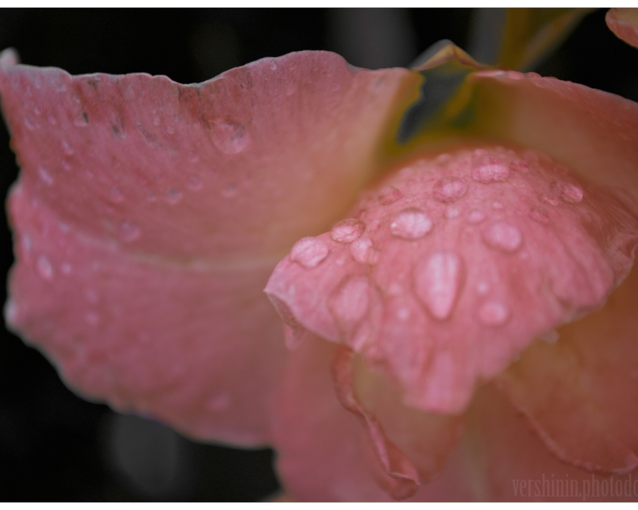 Капли росы на цветке гладиолуса