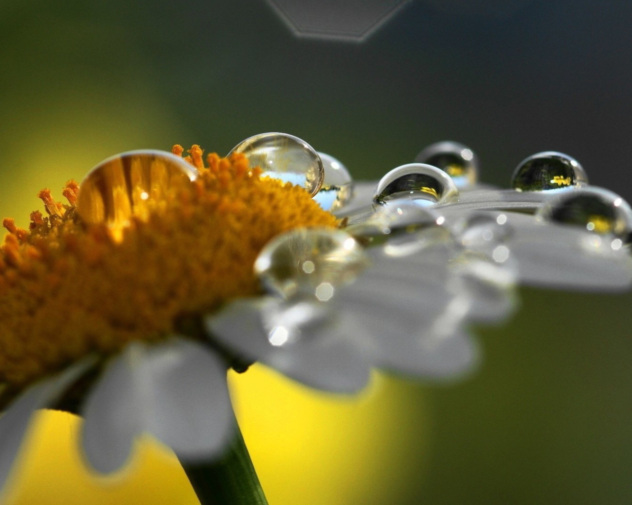 Роса на ромашке