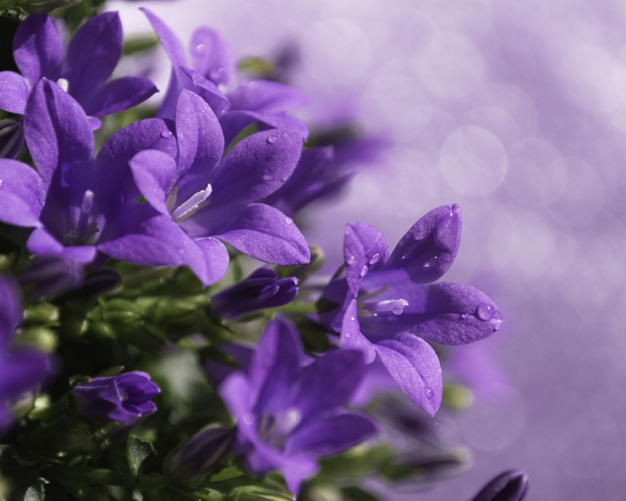 Роса на колокольчиках