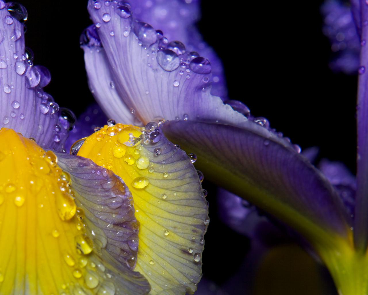 Роса на лепестках ириса