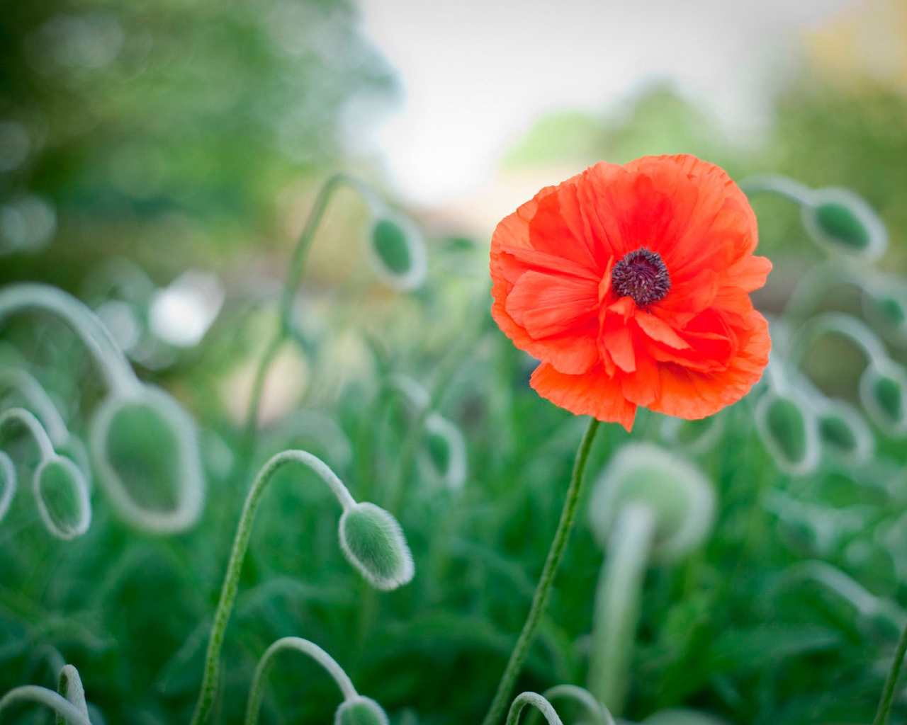 Божественный цветок красный мак
