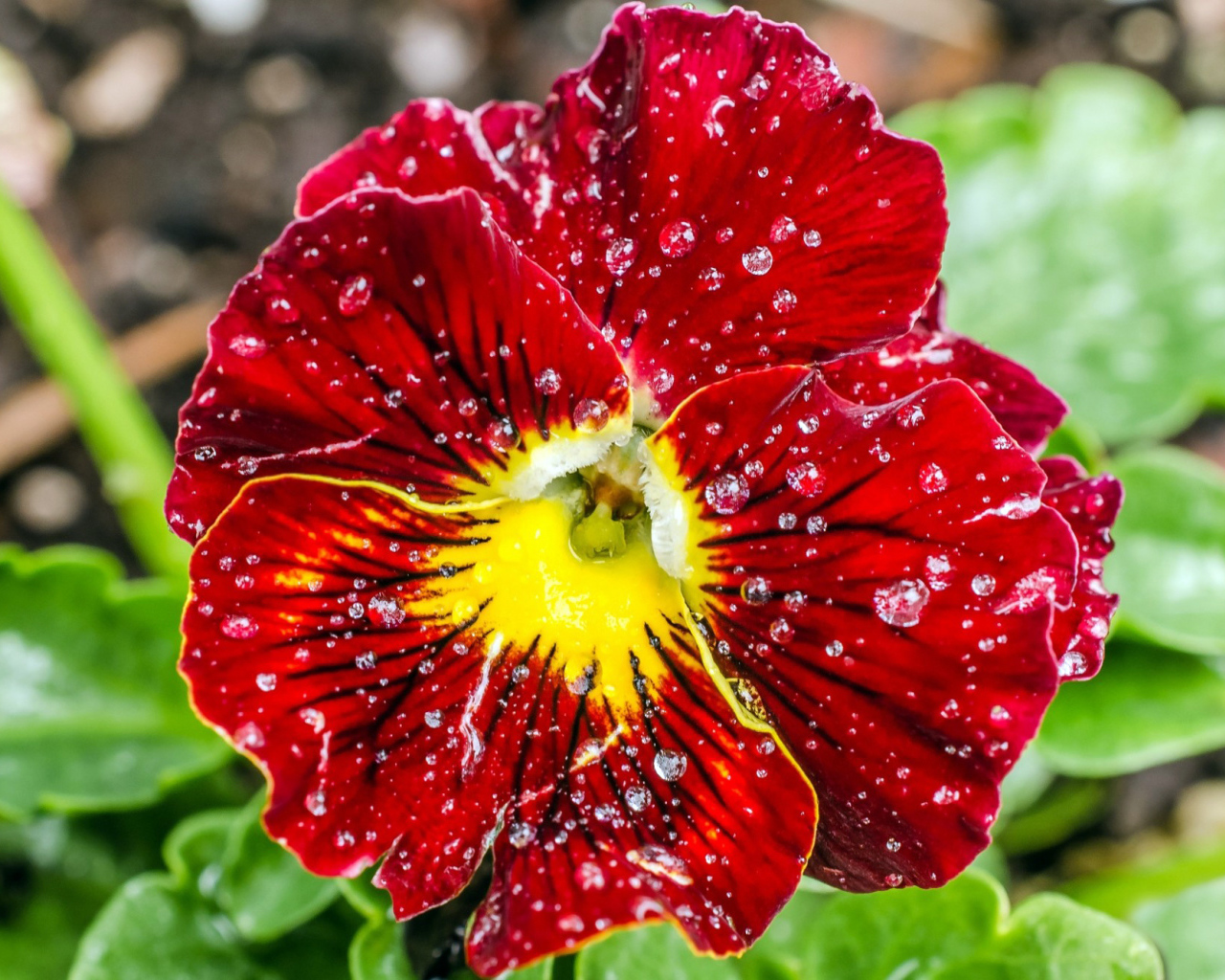 Божественный цветок красные анютины глазки