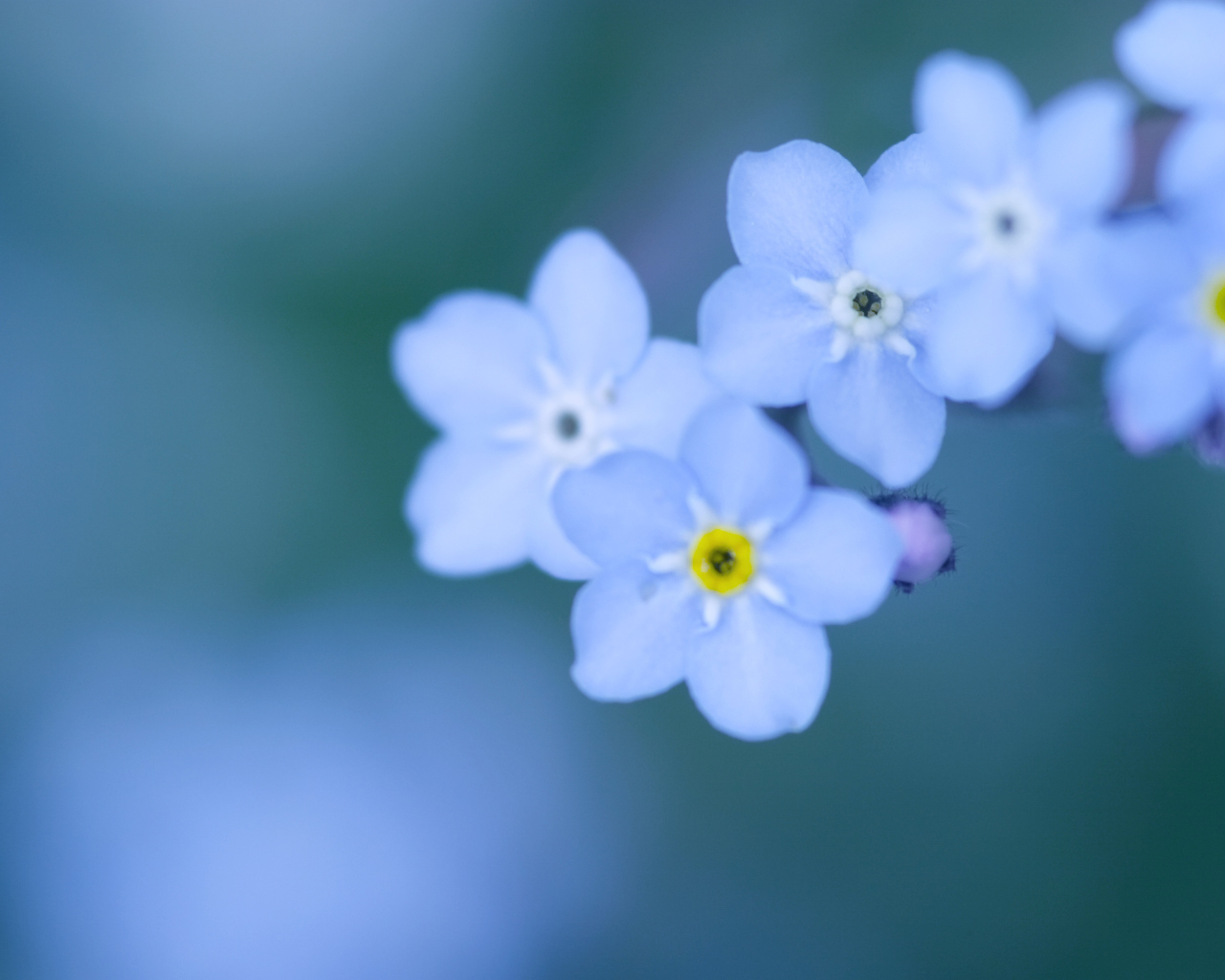 Божественные цветы незабудки