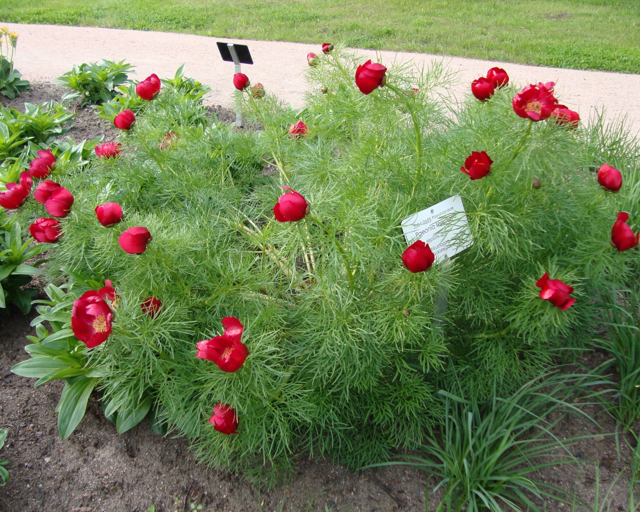 Божественные цветы пионы