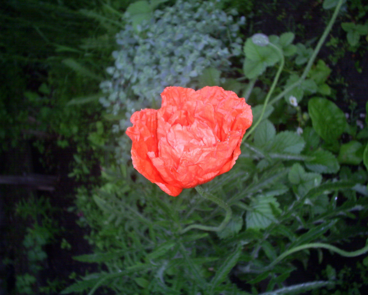 Божественный  красный мак