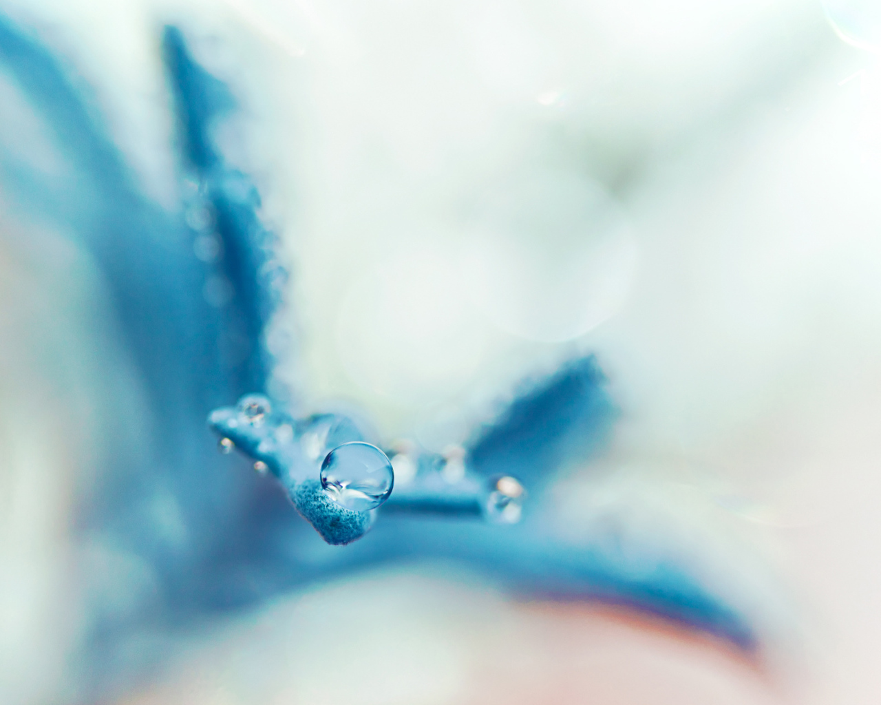Капля на голубом лепестке