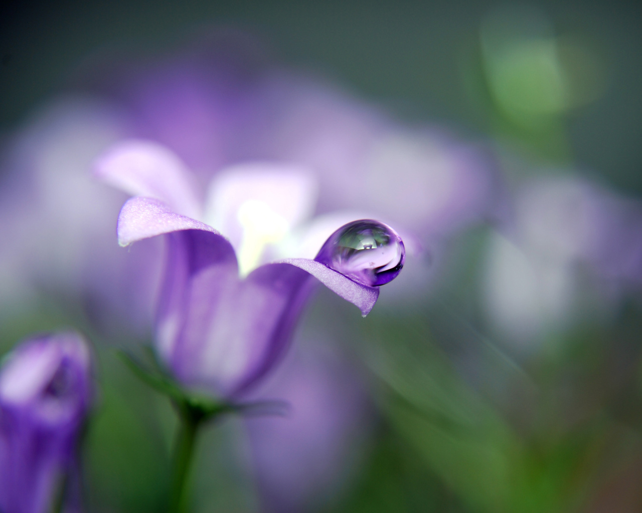 Капля на колокольчике