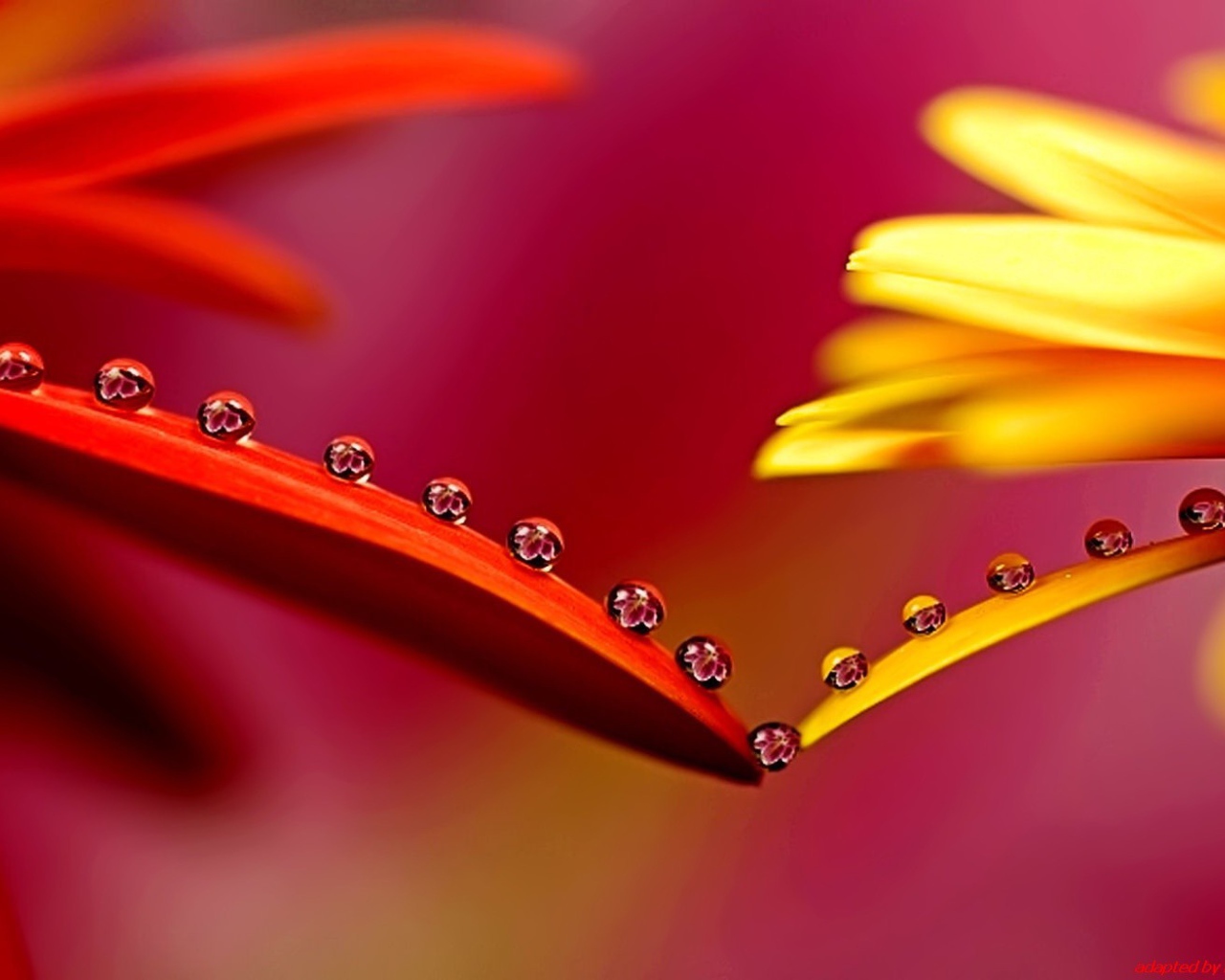 Капельки на лепестках