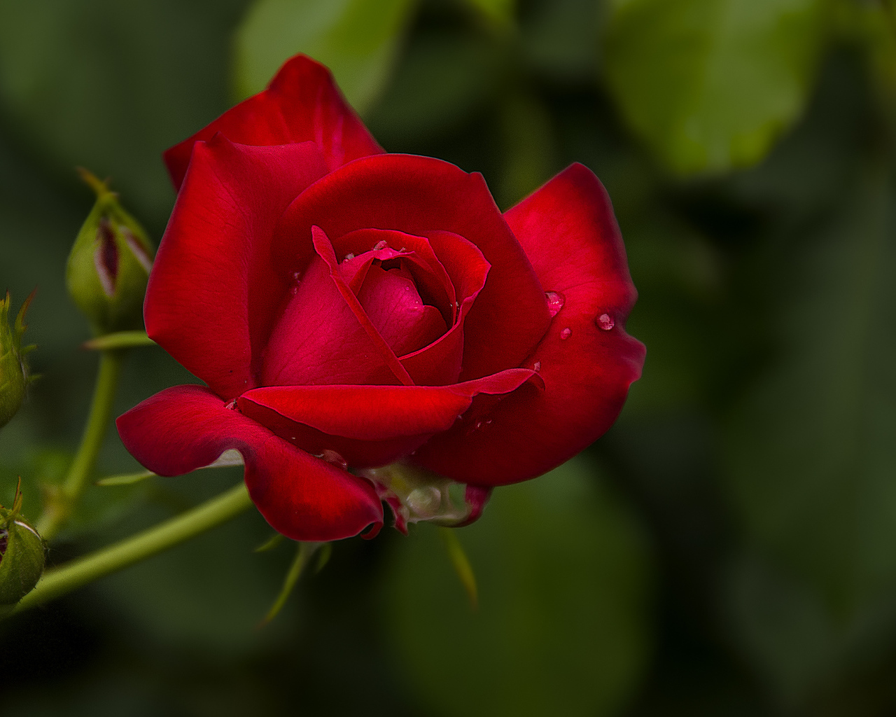 Капли воды на розе